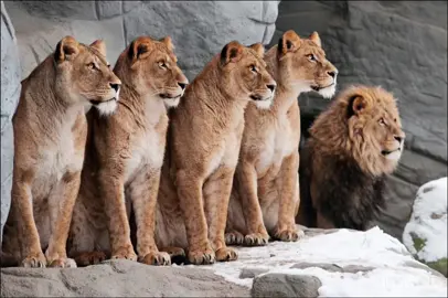 #كوردستان #توركيا #يران#عشيرة #furyou #لايك__explore___ #harki #zebari #جاف #دوسكي #مزوري 