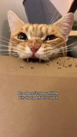 Dexter 🤝 Cronch #catsoftiktok #orangecat #orangecatbehavior #kitten #asmr #catasmr #crunchycat #cardboard#cardboardcat