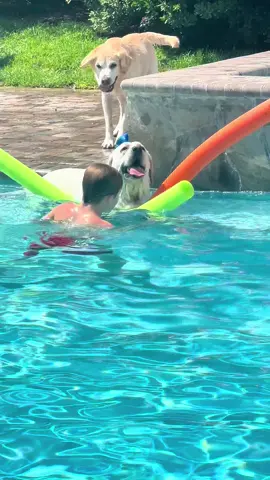 Buster doesn’t like pool noodles in his pool! #dogsofttiktok #dogvideos #petlife #viralvideo 