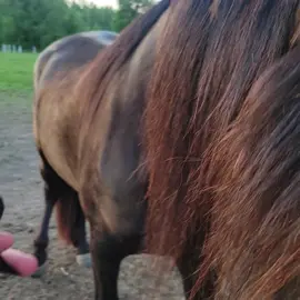 He's such a good boy. #warlander #gelding #younghorse #flyspray #fresianhorse #fresiansporthorse #iberianhorse #youngdressagehorse #flyseason #heartpondstable #kincadethewarlander 