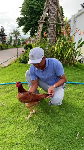 Bổn gà mái VIP nhất trại gà Duyên Ti AE xem vui góp ý nhé !.#traigaduyentilaycup #traigaduyenti #c1 #c2 #c3 #c4 #gà #channuoi