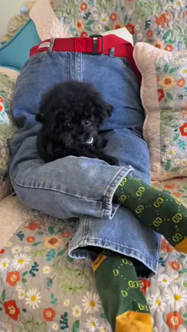 Cute #cute #fyp #pet #funny #puppy #dog #cutedog #petdog 