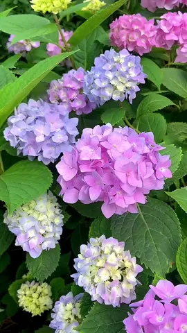 #flowers #hoa #Hoadep #Hoacamtucau 