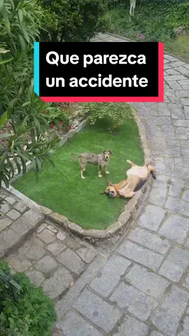 Bruma ya hace hasta escenas de El Padrino. Lleva la mafiosidad en los genes 🤌 #elpadrino #queparezcaunaccidente #Bruma #perro #perros #acogida #adaptación 