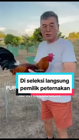 Material breeding (BAHAN) di seleksi langsung sama pemilik peternakan MR. MARTIN ESCOLIN #purebostonroundhead  #ayamphilipin  #hewan  #fyp  #ayam  #semuaorang  #sorotan  #viral  #MARKASMAGF  #MARKASMAGF  #peternakmuda 