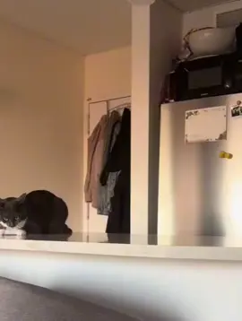 cat #fyp #catsoftiktok #cat 