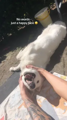 No words just a happy face 😆 #chill #Summer #Alba #face #outside #smile #relax #sun #nature #goodvibes #cuddle #puppy #white #shepherd #feeds #sun #hot #happy #animal #fun #laugh #family #Love #like #mygirl #tattoo #sunbathing #cool #cute #sweet #weird #life #music 