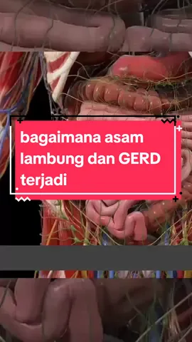 Proses pencernaan makanan #education #fyp #viral #viralvideo #tiktok #viraltiktok #afclifescience #foryou 