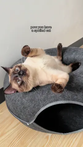 my cat loves his donut tunnel bed so much that i decided to get him a new one in different color! 🫣 i got him the large size 60x60cm 💛 #catsoftiktok #catlife #siamese #funnycats #cutecat #cat #fyp 
