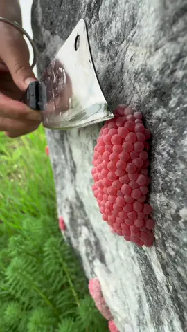🐌🐌🐌🐌🐌#snail #egg #asmr #satisfying #relax #trending #xuhuong #remove #reels 