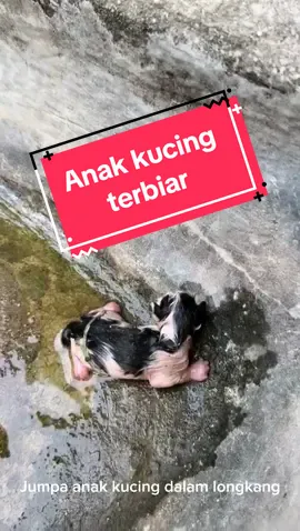 jumpa petang tadi, dengar suara mengiau🥲#catlover 