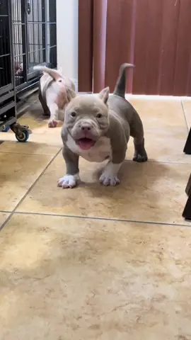 Amazing Pups 💯💯 El Gringo 🔥🔥🔥 THE REAL BULLIES  - - - - - - - - - - - - - - - #americanbullies #americanbully #mosonbullycamp #pocketbully #bullypics #girlswithbullies #bullypedia #theabkc #cute #bullybreed #americanbullybreed #puppies #pitbullbreed #pittylover #muscle #bodybuilding #pitbulllove #ink #bullynation #bullyfrance #ukc #perros #cachorros #Fitness #mosonbullycamp_ #Fitness #pitbullpride #pitbulllove #pitbulllover #viral 