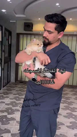 هل تقدر تسجل اي قط ؟ الجواب لا ، لازم يكون متتبع النسب ومعتمد بالمنظمه - جمال القط ماله علاقه بالتسجيل لأن قد يكون القط غير مطابق لمواصفات الفصيله ومع ذلك مسجل - شبر ونص على فكره غير مسجله وهي قطتي المفضله ولها فتره طويله عندي اخذتها من قبل ما اهتم بموضوع التسجيل 💜 #بريتش #اولالا #ohlalacattery #ريان_توفيق #الشعب_الصيني_ماله_حل😂😂 #اكسبلورexplore @معاذ بن توفيق 