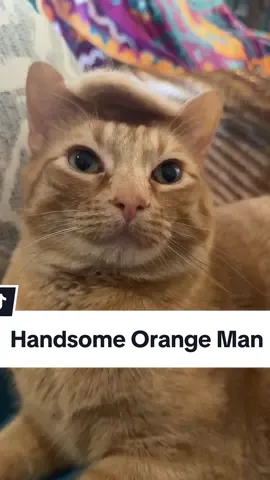 Calcifer is truly The Handsome Orange Man 🧡 🫡  🇺🇸 🦅  #catladytails #catmeme #cathumor #orangecatsoftiktok #catsoftiktok 