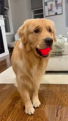 funny dogs Comp 🤣🐶 episode 273 #funny #pet #animals #funnyanimals #fyp #foryou #dog #dogsoftiktok #funnyvideos #🤣🤣🤣 #funnydog #doglovers 