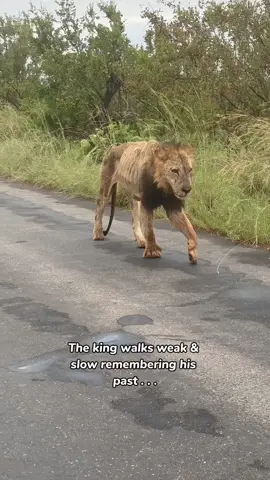 Wait till end to know the reason which leads to king’s this condition 💔🥹 #catsoftiktok #cats #lion 