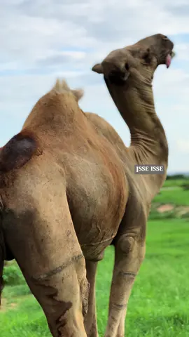 Asxaabta waxan weydin qof walba meeshu igala socdo deegaan ahaan waxan ogaan meeshii loo bato#puntlander🇸🇱 #somalia #soomaali_tiktok #tiktok #capcut #isseisse #geel #foryoupage #fyp #fpy #miyi #baadiye