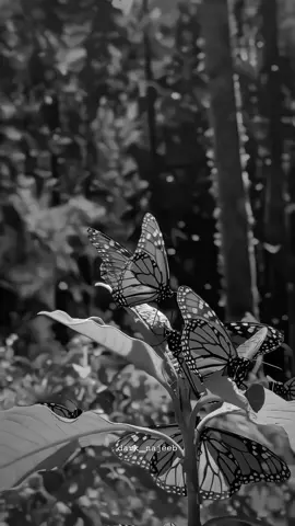 𝗠𝗲𝗿𝗶 𝘇𝗶𝗻𝗱𝗮𝗴𝗶 𝗮𝗯 𝘁𝘂𝗺 𝗵𝗶 𝗵𝗼 🥺❤️ #fyp #fypシ #foryou #foryoupage #explore #explorepage #expression #viral #viralvideo #status #support #aesthetic #trend #Love #dark_najeeb 