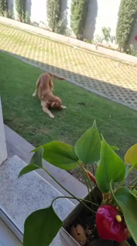 #dogs #GoldenRetrieverOlivia #golden #Olivia #oliviagoldenretriever #goldenretriever 