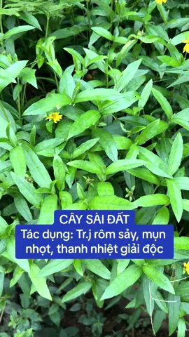 #suckhoe #suckhoechomoinguoi #xuhuong2024 #thuocnamsuckhoe #thuocnam #thanhnhietgiaidoc #romsay #romsayotresosinh 