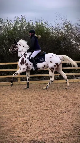 Coolest appaloosa show jumper🤪 #yodahorse #yoda #horse #Love #appaloosa #appaloosahorse #fun #horses #showjumping #jumpinghorse #westonlawns 