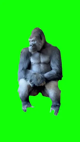 Green Screen Lonely Gorilla Meme #greenscreen #greenscreenvideo #gorilla