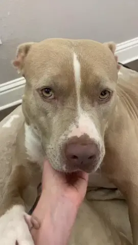 Are you like this? #dogs #dogsoftiktok #pitbull