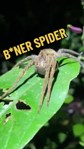 Viagra spider? 🫣😅 This spider’s venom will make your life a bit harder than it should be! #wildlifeoftiktok #wildlife #wildlifeencounters #dangerous #dangerousanimal #viral #viralvideo #dangerousanimals #spider #suriname #suriname🇸🇷 #surinamewildlife 