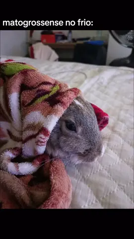 #cuiaba #cuiabamt #sotaquecuiabano #foryou #foryoupage #coelho 