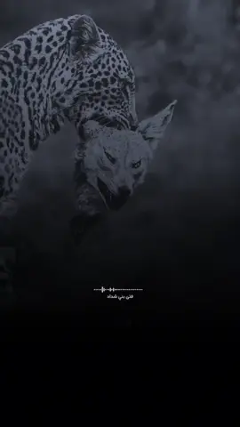 #ابو_شهاب_الخبجي حيا علئ ماساقت احكام الاقدار #تصميمي #فتئ_بني_شداد 