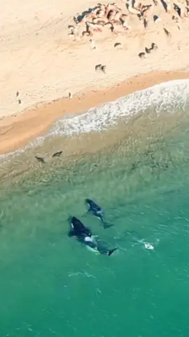 Orca Attacking Sea Lions #fypシ #nature #foryoupage #fyp #viral  #orca #killerwhale 
