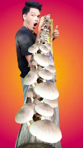 Kabuteng😲😲 Pwede Pala magpasibol sa KATAWAN NG SAGING .. full video: https://youtu.be/7p6e-4VW-NM #farming #agriculture #mushroom #kabutengsagingcultured #agribusiness 