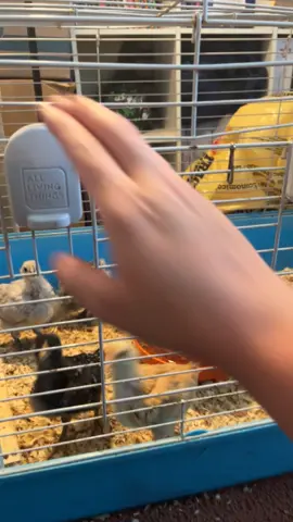 🤣 I will cry if my favorite little chicky is a rooster! #fypage #chicks #bufforpington #chickenmom #meandmybestie #babychicks #vanitiimirror 