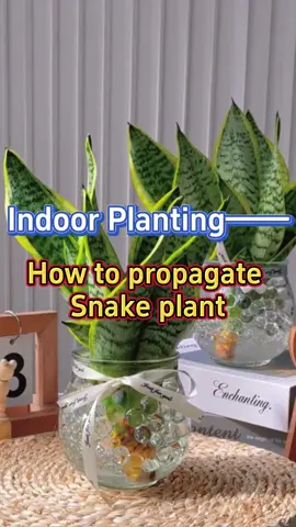 How to propagate snake plant #indoorplants #homegarden #houseplants #plants #garden #snakeplant #propagate 