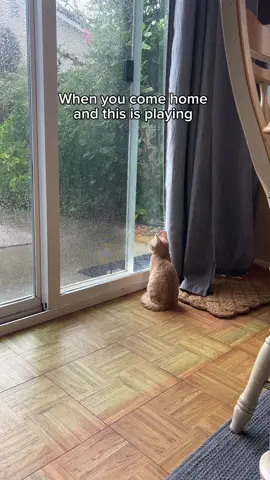 Shes in her feels #catsoftiktok#trendwatch#cats  