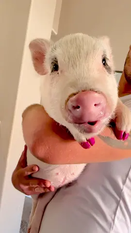 Just your daily dose of Daisy’s lip licking 😆🐽❤️ Gotta love my lil’ pig-ster!! 🤣 @Marcus Tinsley  #pigs #funnyvideos #funnyanimals #foryou #eatingsounds #lol #viraltiktok #pigsaspets #mustwatch #minipig #piglet #yum #Foodie #vegan #makeyousmile #cuteanimals 