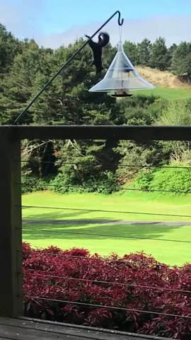 Squirrel Trying to Get These Seeds! 😂 #squirrel #talkinganimals #voiceover #voiceovers #rxckstxr #funnyvideo #funnyvideos #funnyanimals #funnytiktok #funnymemes 