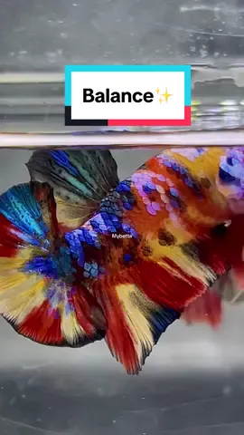 Balance Multicolour✨ #bettafish #bettaindonesia #bettathailand #bettacommunity #bettalover #bettaworld #bettahobby #bettasplendens #bettafishtank #bettamulticolour #bettakoi #cupang #cupanghias #cupangindonesia #cupangkontes #cupangplakat #cupangnemo #cupanghiasindonesia #fypシ゚viral #fyp 