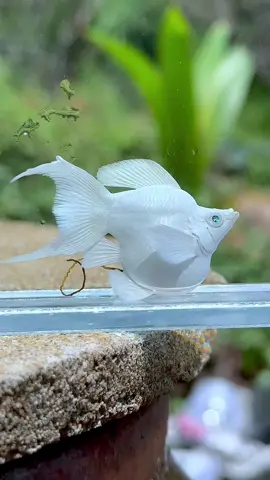 Cọng dây hơi dài nha #tiemcanhathienan #mollyshort #mollyfish #mollyshortplatium 