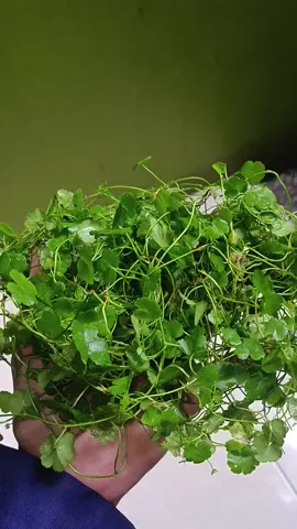 #centela #centellaasiatica #pegagan #antanan #rujakantanan #metisantanan #lalapantanan #centellaasiatica 