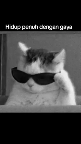 #kucing #gayadulu #meme #kacamata #kucingberkacamata 