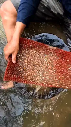 I pan for gold using the red carpet 😱😱😱 and I make a lot of gold#goldnugget #goldrush #lookingforgold #goldhunting #goldpanning #goldtreasure #goldprospecting #golddiscovery #fypage #traditionalgoldpanning #fypシ゚viral🖤tiktok #goldminers #rivergold 