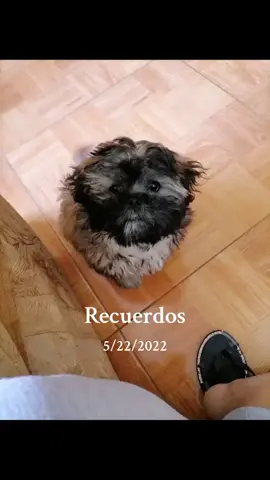 #Recuerdos mi recordado Zeus 🐶💞🫶