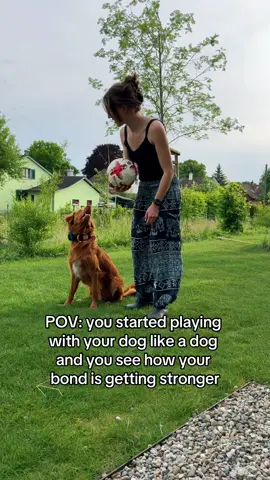 We‘re still practicing but we love it 🥰🐕⚽️ #tollingretriever #nsdtr #servicedogintraining #workingdogs #DogTraining #fyp #novascotiaducktollingretriever 