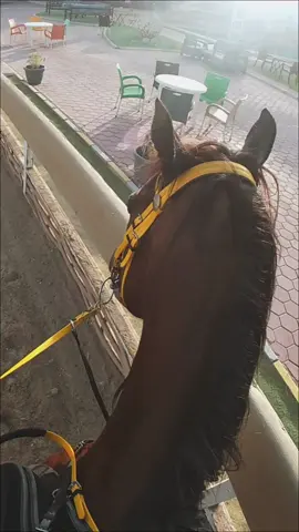all i want is to fly with you🤎                                    #CapCut #frpシ #explore #اكسبلور #خيل_وخياله🐎 