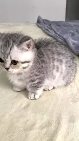 Push the kitten and it gets angry.🤣#cutecat #catsoftiktok #kittycat #cutekitty #meow #angrycat #funnycat #fyp #funnyvideos 