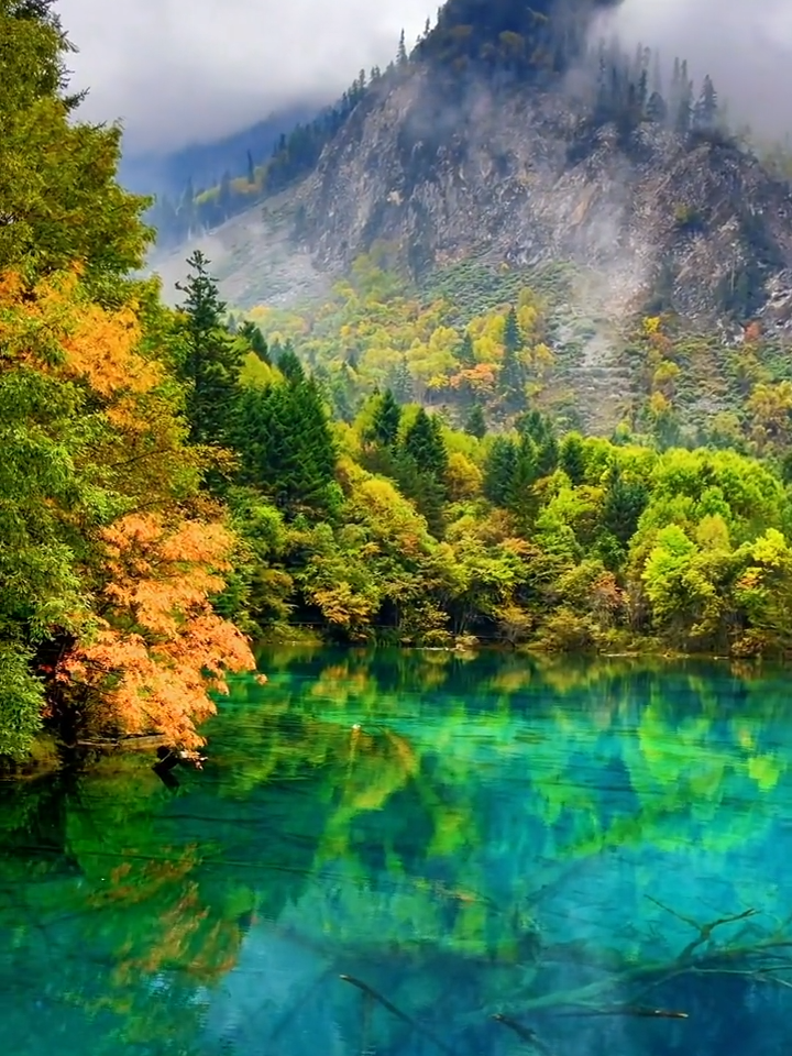 The Jiuzhaigou Valley Scenic and Historic Interest Area Valley in autumn is as beautiful as a picture scroll, with clouds and mist swirling around and colorful, which makes people intoxicated。😍😍😍 #tik#tiktok #travel #travelbigplayer #healingscenery #landscape #Love #happy #china #jiuzhaigou