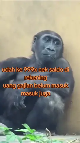 udah gajian belom sih woyy #fyp #fypシ゚viral #fyppppppppppppppppppppppp #fypage #viral #viraltiktok #viralvideo #karyawan #gajian #info #videolucu #videogemes #bestie #friend #Love #group #infoviral #gemoy 