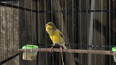 bon kuning simetris😍 #fyp #fypシ #viral #viraltiktok #kenari #canary #kenarigacor  #kenarigoyang #kenarimaniaindonesia #kenarinusantara #kenarimania #kenarijuara #kenariindonesia #kenarigacordordor #kenarigacorpanjang #kenarilokal #kenariaf #kenarif1ys #kicaumania #kicaumaniaindonesia #kicaumanianusantara #kenaricengkok #kenariisian #kenarisurabaya #kenarigresik #kenarisidoarjo #kenarilamongan #kenarimalang #kenarijakarta #kenaribandung #kenarijogja #kenaribali #kenarikudus #kenarimadura #kenaricilacap #kenariklaten #kenarisemarang #kenaridepok #kenaribekasi #kenaritangerang #kenaritegal #kenariboyolali #kenaribekasi #kenaribogor #kenarikediri #kenarituban #kenaripasuruan #kenaritegal #kenariblitar #kenaribojonegoro #kenarikebumen #kenarikarawang #kenaringanjuk #kenarimagelang #kenaripurwokerto #kenaripekalongan #kenariprobolinggo #kenaritulungagung #kenarisalatiga #burungkenari 