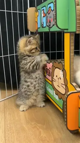 #kitty #kitten #kittensoftiktok #foryou #cutecat #fyp 